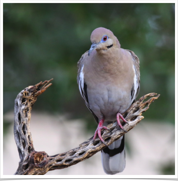 White-winged Dove